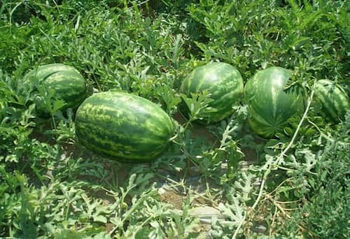 تصویر 4 از خرید و قیمت هندوانه بیضی گالاتا+ فروش عمده